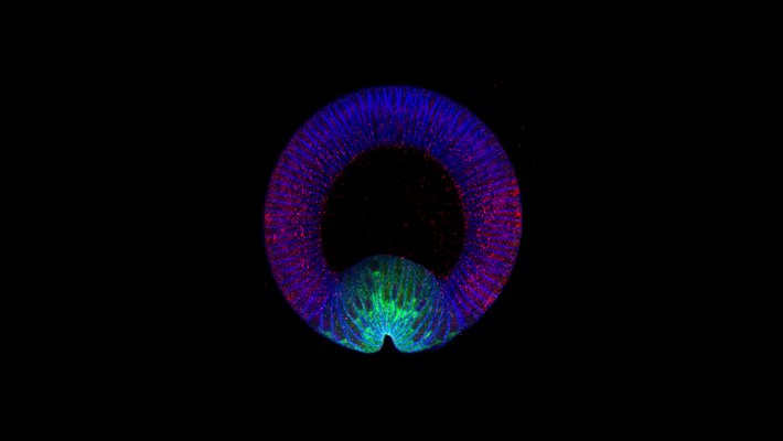 A cross section of a fruit fly embryo