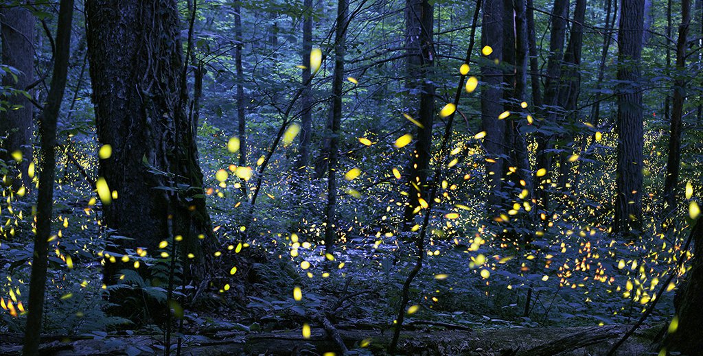 Picture of fireflies flashing in unison.
