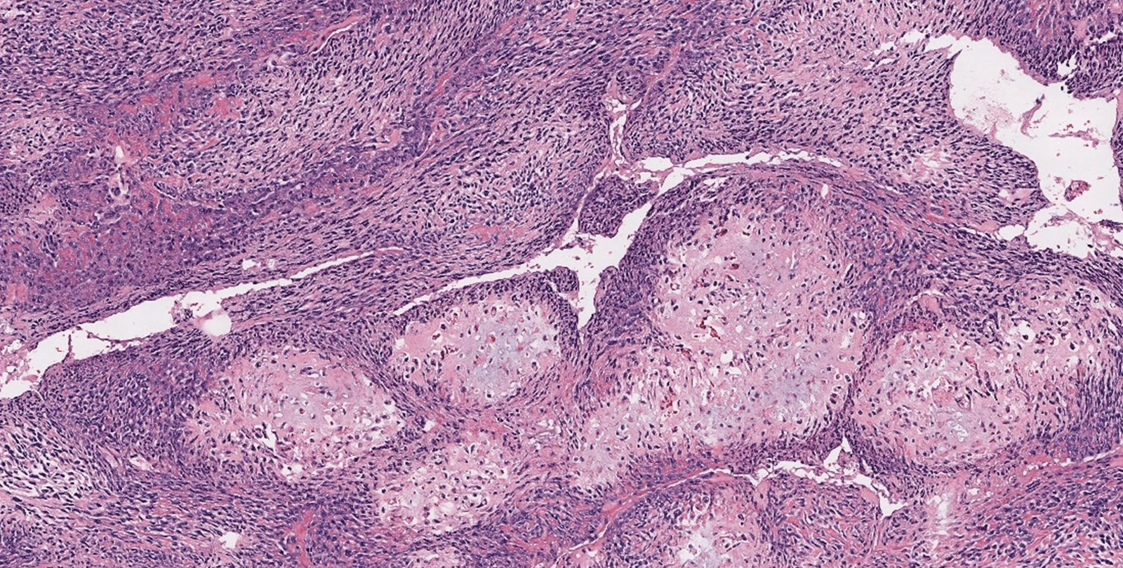 A field of cells shown at a microscopic level