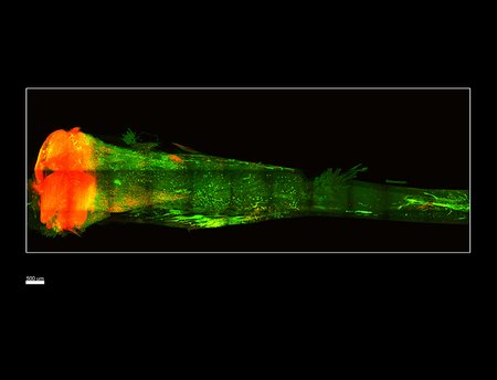 A bone rendered transparent. Stem cells are colored red.