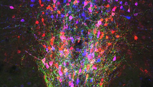 An image of neurons chemically altered to glow red, blue, and green.