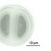 Bacterium