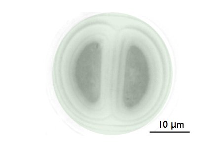 Bacterium