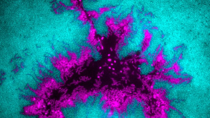 A turquoise background with amorphous shape of violet in the center