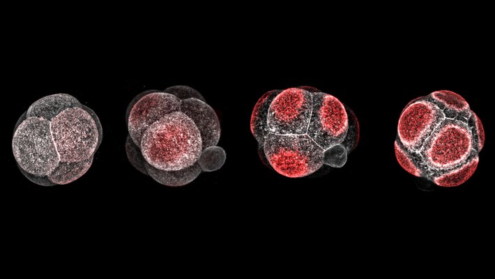 Four roughly spherical embryos from left to right, made up of a few cells each, with increasing amounts of red at the outside of each cell.