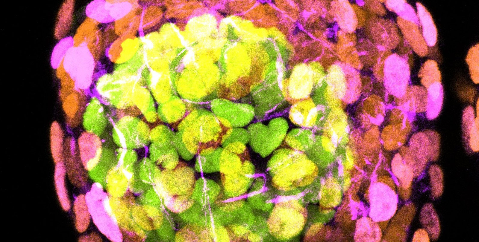 The human embryo-like model at day four of development.