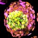 The human embryo-like model at day four of development.