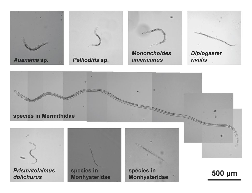 Eight different small worms