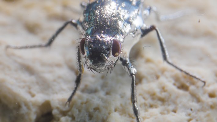 an alkali fly in a bubble.