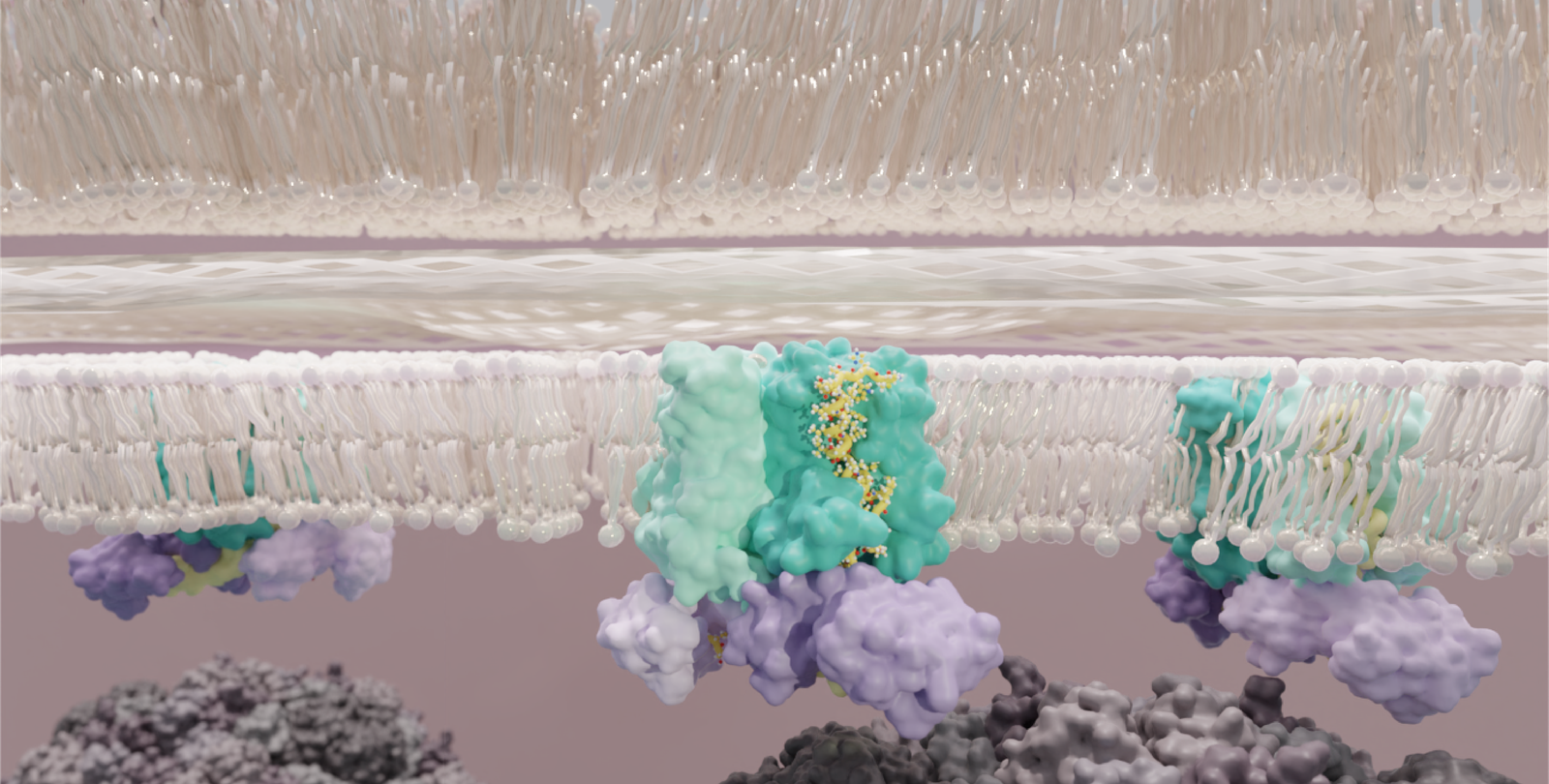 e. coli bacterial cell wall with invading phi x 174 virus
