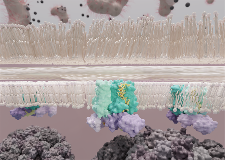 e. coli bacterial cell wall with invading phi x 174 virus