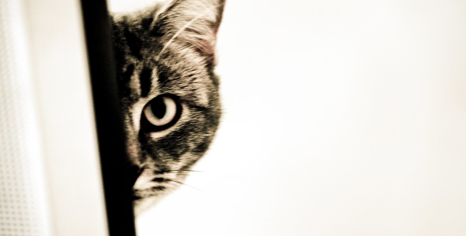 A black and white photo of a cat peering around a corner.