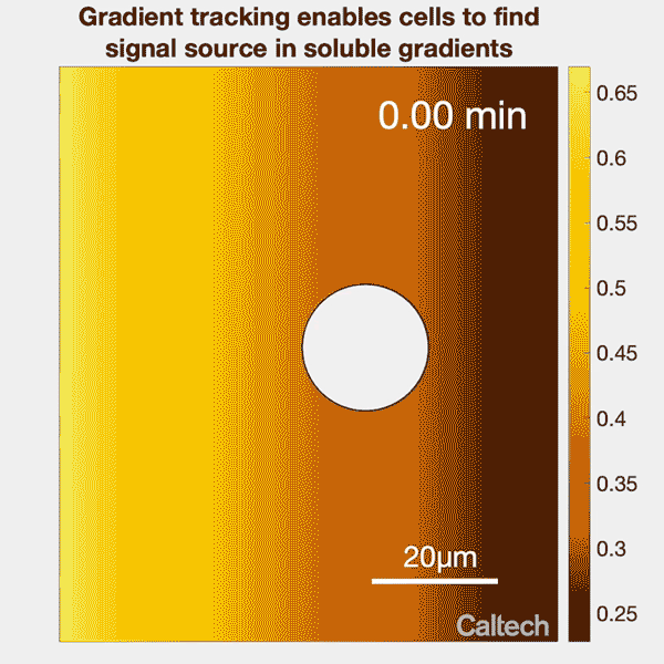 A roughly round shape moves left across a color gradient