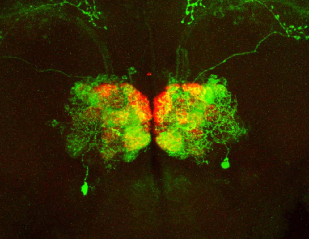 A region of the brain illuminated in green and red