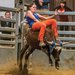 bullrider