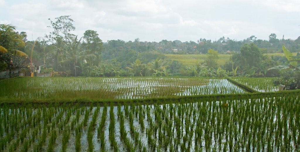 A field of crops with standing water and a cloudy sky