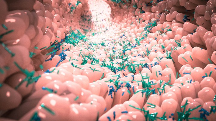 Stock illustration of the inside of a gut