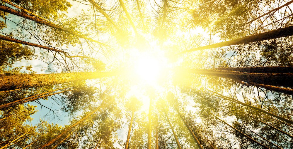 Sun shining through the trees.