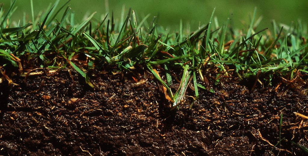 The first few inches of soil seen underneath growning grass,