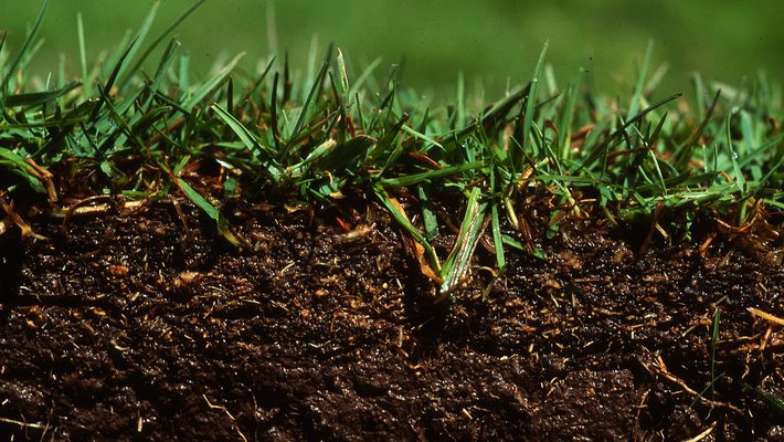 The first few inches of soil seen underneath growning grass,