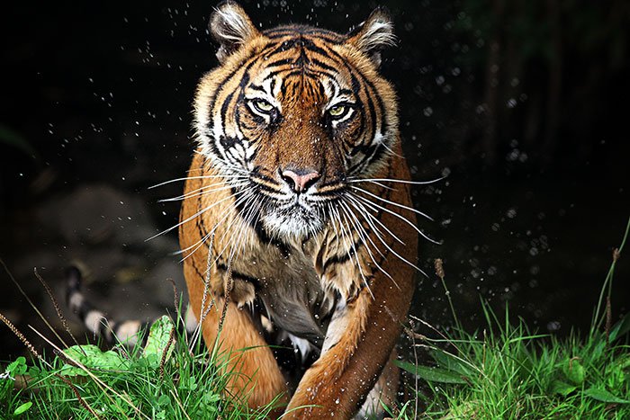 Image of a tiger running toward the viewer