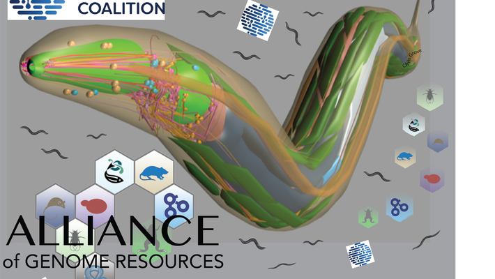 A graphic of a digital-art nematode and logos for WormBase