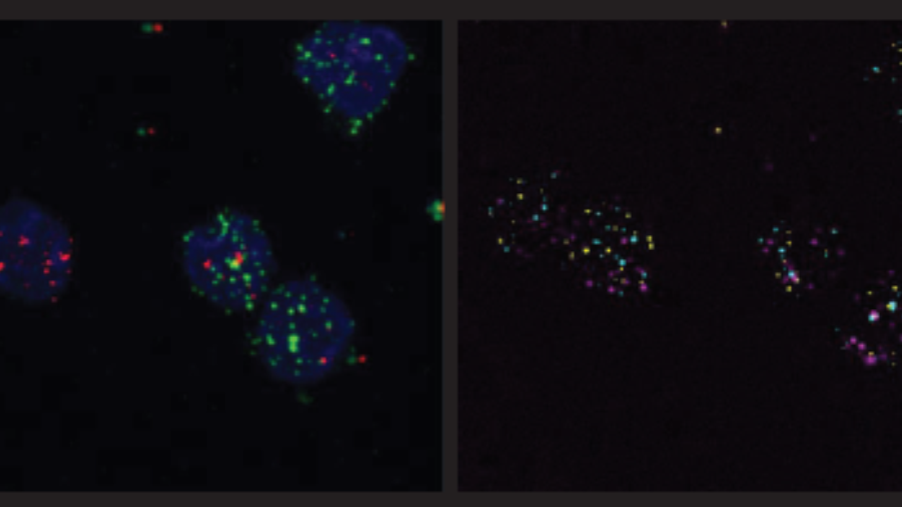 left, multiple single-molecule in situ hybridization of transcription factor coding genes in DN thymocytes, courtesy, Wen Zhou; right, gene regulatory network adapted from Yui and Rothenberg 2014 Nat Rev Immunol
