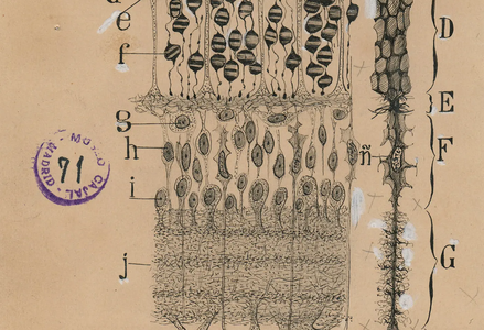 Santiago Ramón y Cajal's 1904 retinal cell drawing shows intricate black ink details of neurons and retinal structures on a beige background.