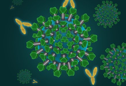 Artist's representation of antibodies attaching to SARS-CoV-2