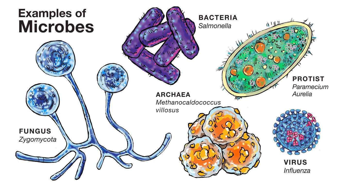 Illustration of microbes with distinct colors and labels: Zygomycota fungus, Salmonella, Paramecium, Methanocaldococcus archaea, and Influenza virus.