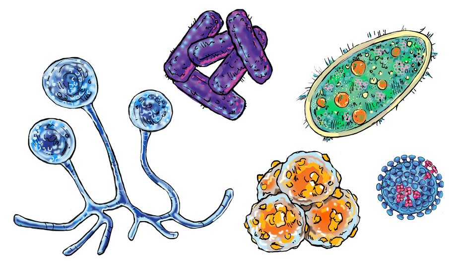 Illustration of microbes: a blue Zygomycota fungus, purple Salmonella, green Paramecium aurelia, yellow archaea, and a blue Influenza virus with pink proteins.