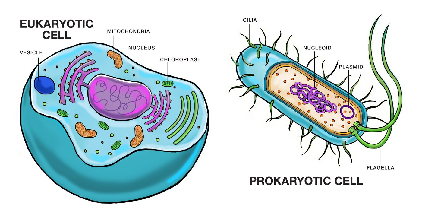 Comparison of eukaryotic and prokaryotic cells: the former has membrane-bound organelles like a nucleus, while the latter features simpler structures like plasmids.