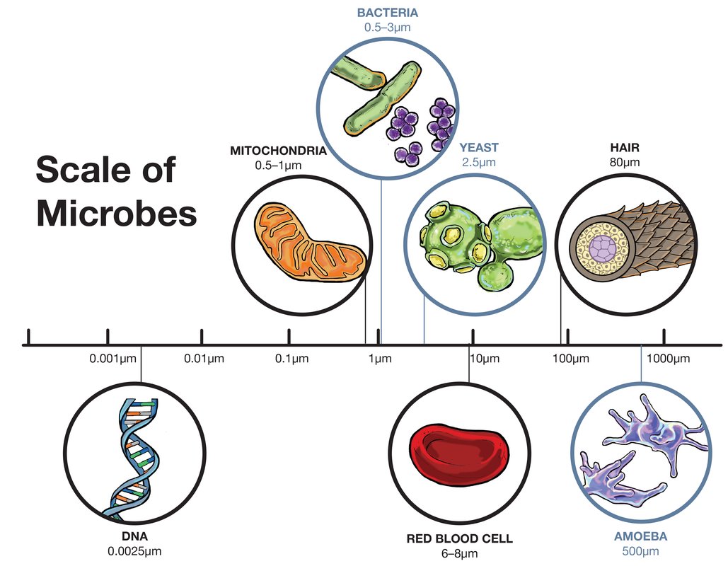 Illustration comparing microbe and cell sizes, from DNA (0.0025 micrometers) to hair strands (80 micrometers), highlighting examples like mitochondria, bacteria, and amoebas.