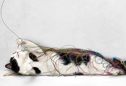 Photo of cat playing with a tangled up ball of yarn.