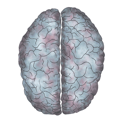 An animated GIF of the human brain illustrating pathways of neuroplasticity. The animation highlights different regions of the brain, depicting how neural pathways adapt and change, illustrating the brain's ability to reorganize and form new connections in response to learning, experience, or injury.
