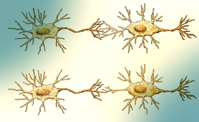 A visual of two pairs of neurons, one pair showing full dendritic connections and the other pair displaying fewer branches due to synaptic pruning. The illustration has a soft teal and orange duotone filter.