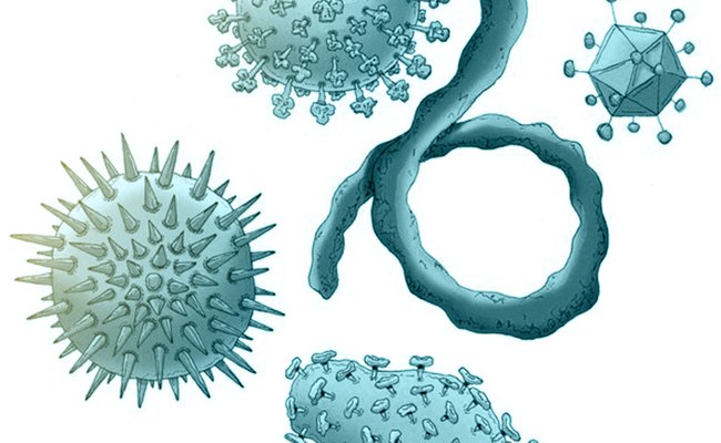Viruses Come in Many Shapes and Sizes