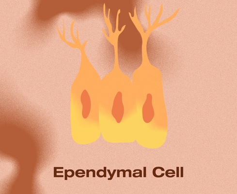 An illustration of three ependymal cells in yellow-orange tones, featuring elongated bodies with branch-like tops. Set against a warm background, the image highlights their role in lining brain ventricles and producing cerebrospinal fluid.