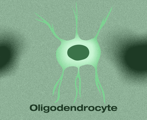 Illustration of an oligodendrocyte, a green cell with a rounded body and long projections, set against a green gradient background. The design highlights its role in producing myelin in the central nervous system.
