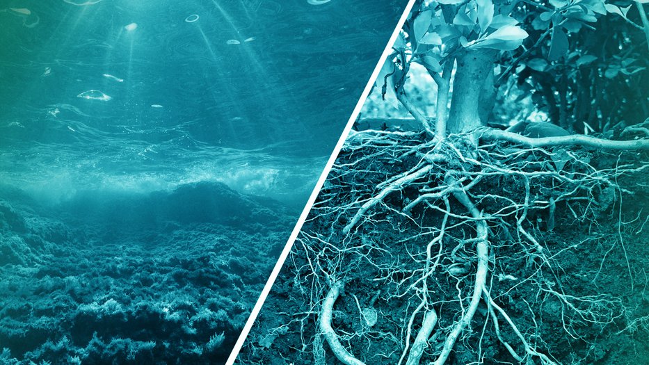 blue-fitered image of tree roots and light shining underwater