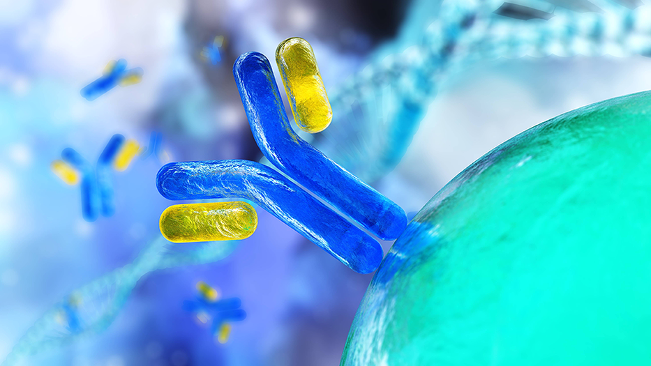 Artist's representation of an antibody