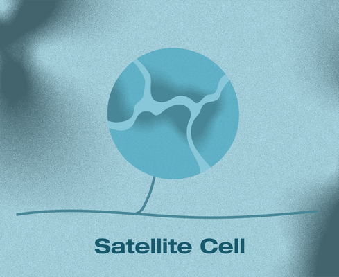 A simplified rendering of a satellite cell, displayed as a circular blue shape with branching internal lines. The image sits on a cool blue background, symbolizing the cell's supportive role around neurons in the peripheral nervous system.