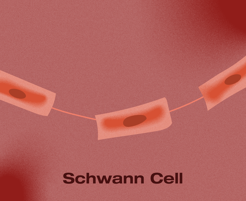 A stylized depiction of Schwann cells, represented as elongated red shapes wrapped along a thin fiber. The warm red background suggests their role in forming myelin sheaths around peripheral nerves for efficient signal transmission.