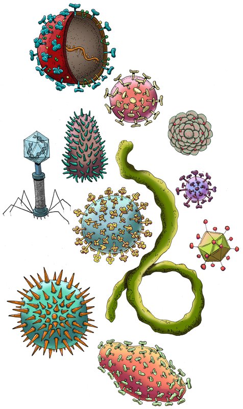 Artist's concept illustration of the various types of viruses.