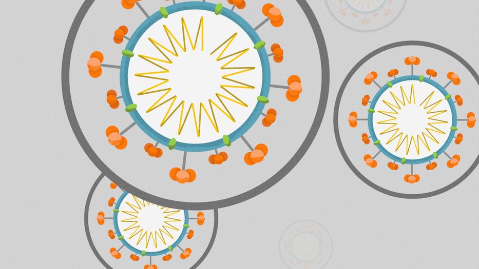 A coronavirus infecting human cells and replicating