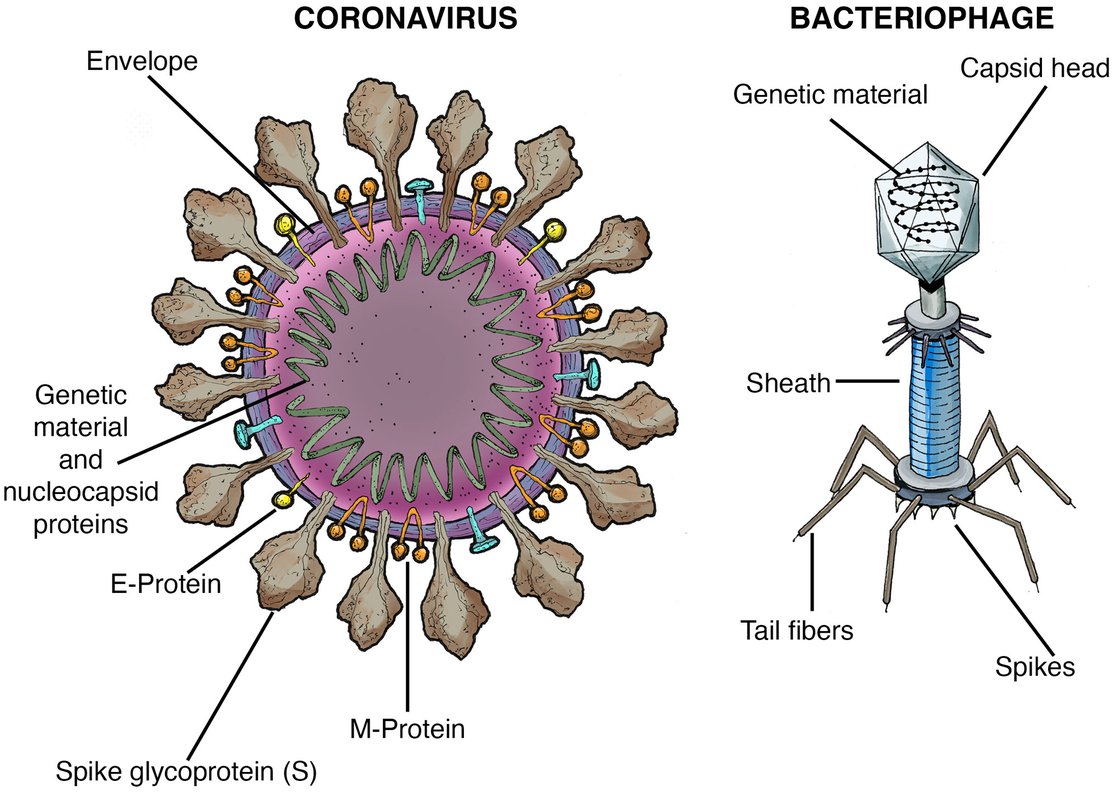 Artist's concept illustration showing the various part of a virus and bacteriophage.
