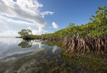 mangrove trees and roots underwater