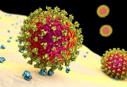 coronavirus attaching to host cell