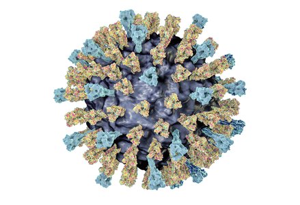measles virus rendering