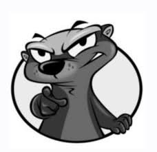 beaver
